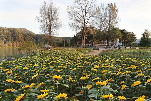 자라섬 남도 꽃 정원 재개장 한 달간 10만명 방문