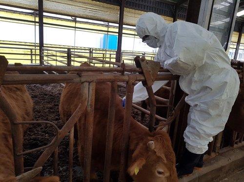 충북 구제역 백신 항체양성률 소 98.8%·돼지 91.1%