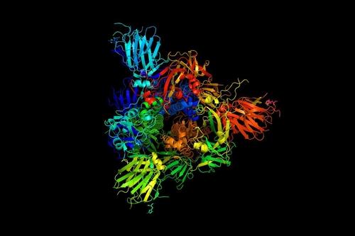 신종 코로나의 전염력을 좌우하는 스파이크 단백질