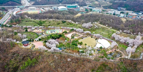 [픽! 영동] '용두공원'에 찾아온 완연한 봄