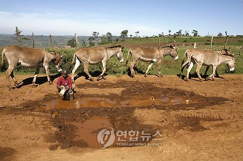 지난 2009년 케냐의 한 소년이 가뭄속 길가 웅덩이에서 물을 푸고 있다.