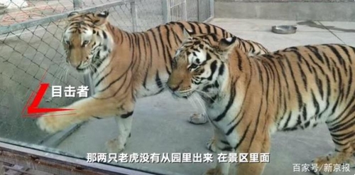 중국서 또 호랑이 공격받은 사육사 숨져…2마리 사살