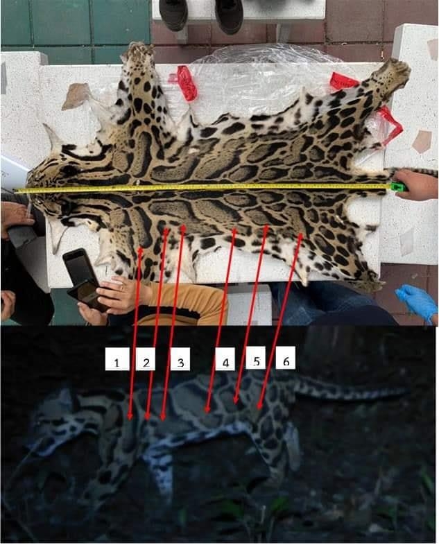 압수된 표범 가죽(위)과 지난해 말 숨겨둔 카메라에 찍힌 구름무늬표범(아래)