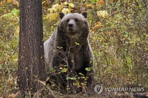 미국 몬태나주 인근에서 카메라에 잡힌 회색곰. 사진은 기사 내용과 직접 연관이 없음. [AP=연합뉴스 자료사진]