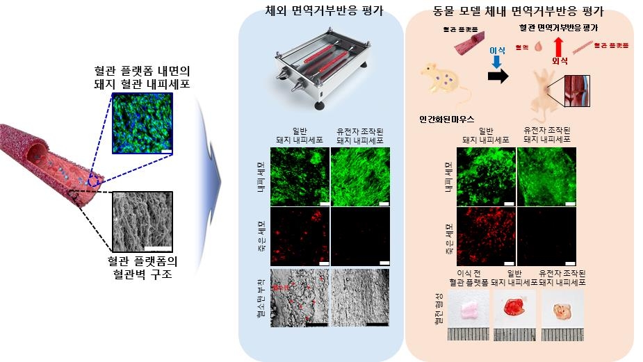 한국과학기술연구원 정영미 박사팀이 개발한 장기 이식 거부반응 예측하는 인공혈관