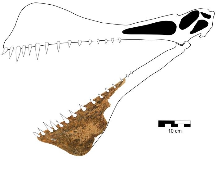 타푼은가카의 하악골 화석 