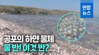 흐물흐물 점점 모여든다…해안 집어삼킨 수천마리 해파리떼 비상[영상] 