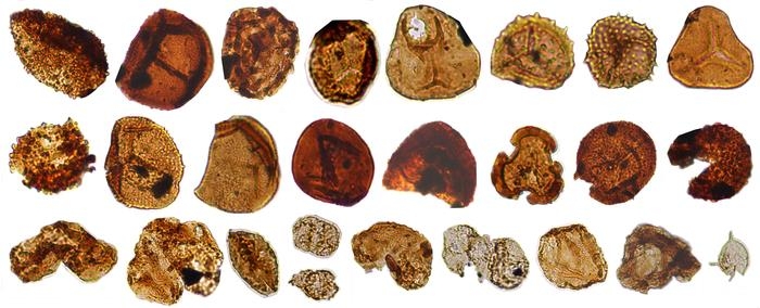 화산 활동 뒤 기후 및 환경변화가 기록된 꽃가루와 포자, 조류 화석