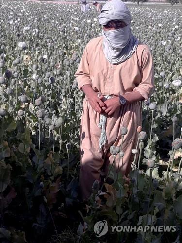 양귀비밭에서 작업하는 아프간 농부