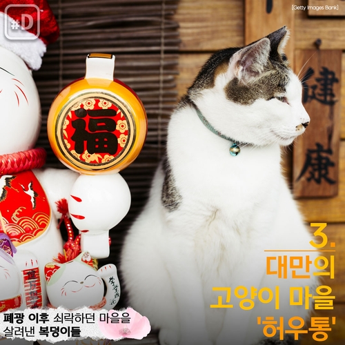 [Y imazine] "호랑이해엔 고양이죠" 아시아 고양이마을 탐방 - 6
