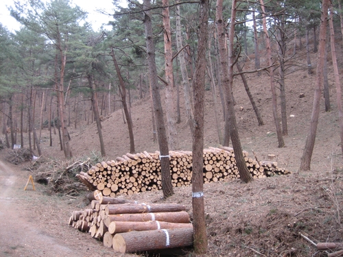 숲 가꾸기 사업 실행 후 모습