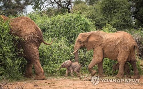 이동하고 있는 케냐 북부의 쌍둥이 코끼리 가족