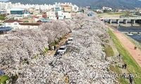 '코로나 확산에' 정읍 벚꽃축제 3년 연속 취소
