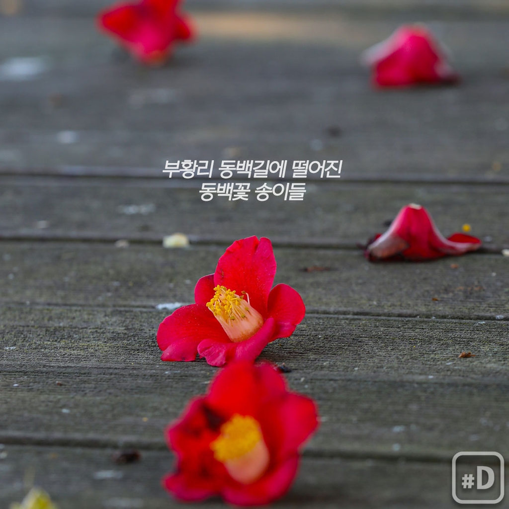 [여행honey] 동백꽃 방긋…봄날 보길도 여행 - 6