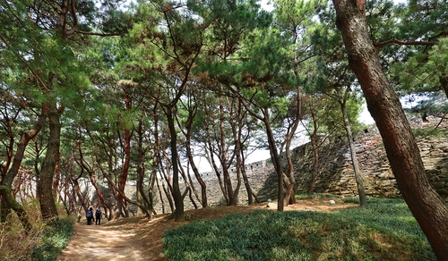 소나무와 맥문동이 아름다운 서울타워 아래 성곽길[사진/조보희 기자]
