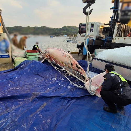 경주 인근 바다서 죽은 밍크고래 발견…3천780만원에 거래