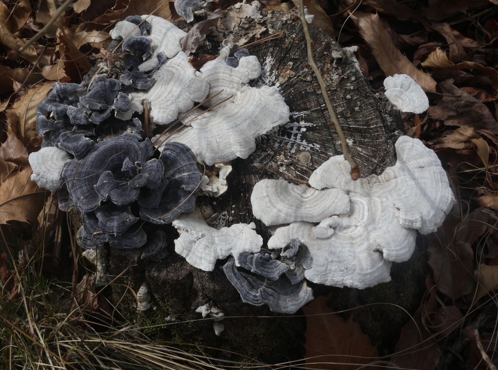참나무 그루터기에서 자라는 운지버섯(왼쪽)과 흰구름송편버섯 [사진/진성철 기자]
