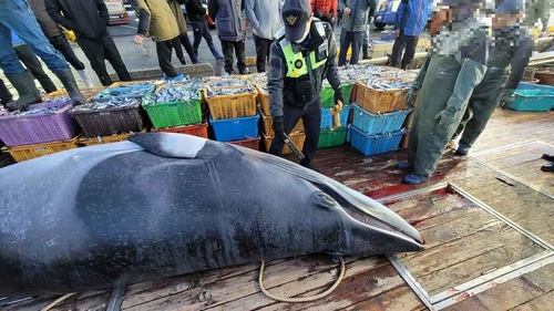 영덕·경주서 연이어 그물에 걸려 죽은 밍크고래 발견