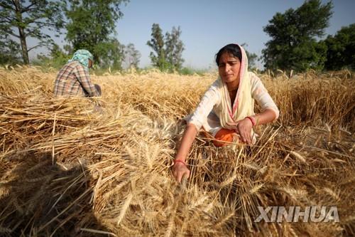  4월 30일 인도 잠무에서 밀을 수확하는 농부.