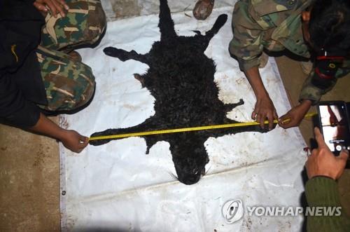 2018년 태국 건설업계 거물의 밀렵 당시 죽은 흑표범의 가죽 (자료사진)