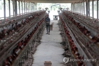 '우크라 전쟁 여파' 말레이시아, 내달 닭고기 수출 중단