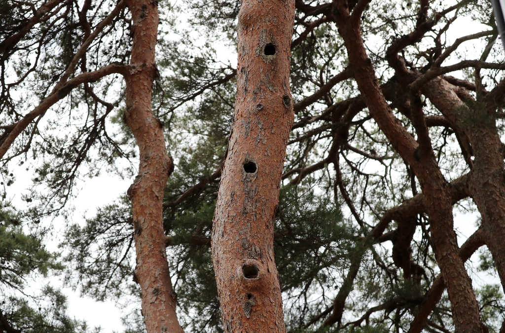 하늘다람쥐가 쓰려던 구멍(맨 아래) 