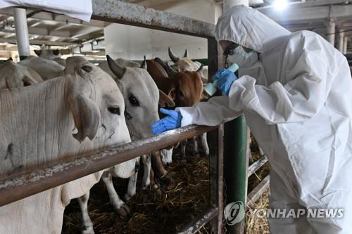 인도네시아 구제역 급속 확산…가축 15만 마리 감염