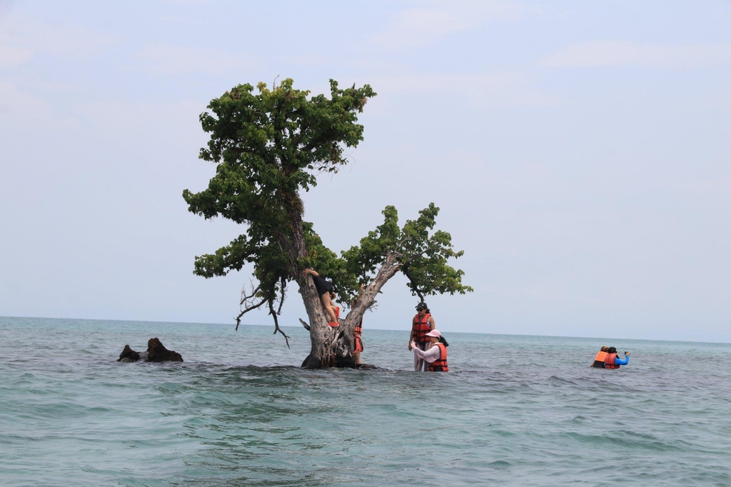 바다 한가운데 달랑 나무 한 그루만 있는 태국 뜨랏주의 '초미니' 섬 