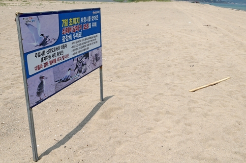 포항 바닷가에 서 있는 쇠제비갈매기 보호 안내판