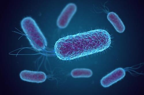 인간과 동물의 장에서 흔히 발견되는 대장균(E. coli) 이미지