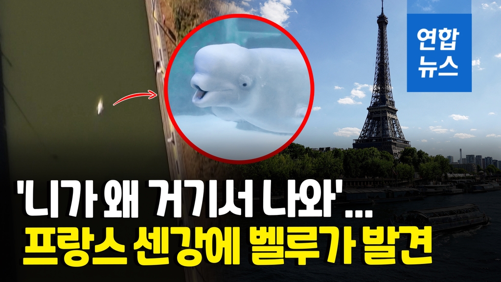 [영상] 북극해 서식 벨루가가 프랑스 센강에…