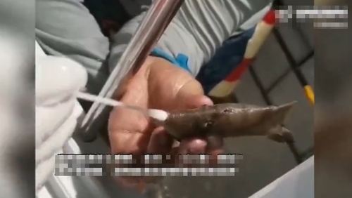 물고기 입에 면봉을 넣는 중국 검역 요원