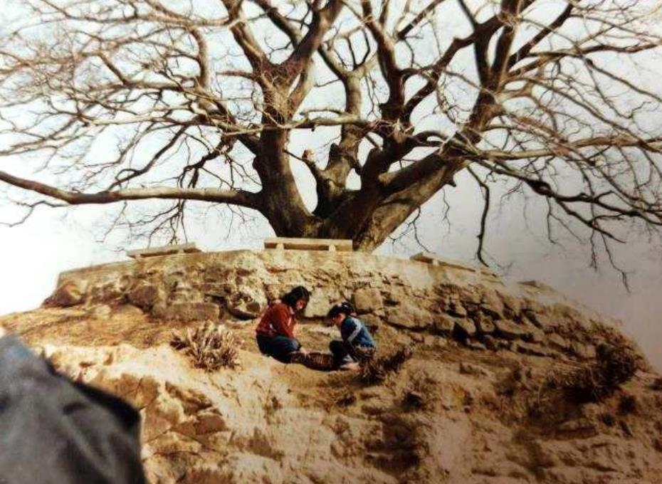 1980년대 창원 북부리 팽나무 모습을 찍은 사진 