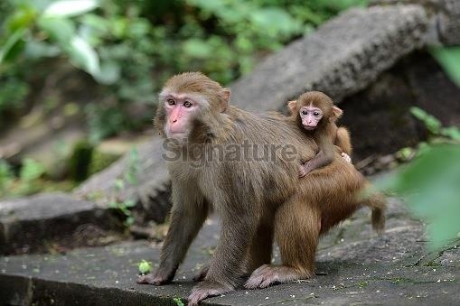 어미 등에 매달려 이동하는 새끼 원숭이