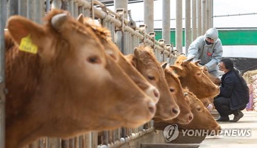 경기도, 내달 1일부터 소·염소 '구제역 백신' 일제 접종