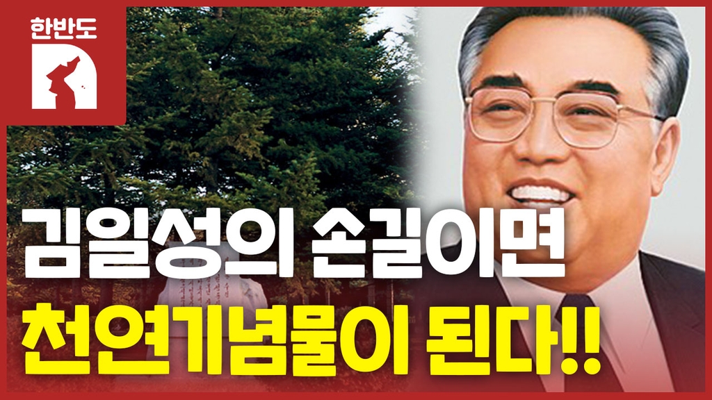 [한반도N] 최고지도자가 심은 나무는 천연기념물? - 4
