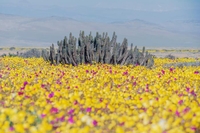 아타카마 '꽃피는 사막'은 