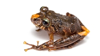 에콰도르 신종 개구리에 '저항' 명명…
