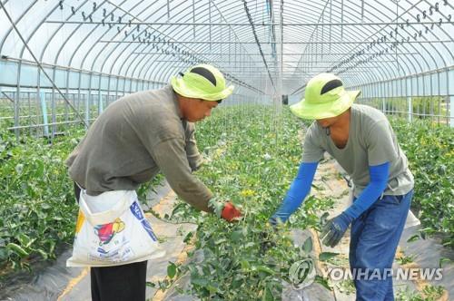 농가에서 일하는 외국인 계절근로자들