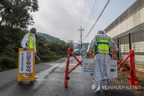 경기도, 김포·파주 ASF 발병 관련 이동 제한 해제