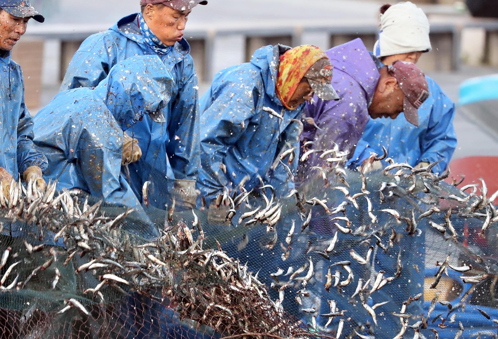 부산 기장군 기장읍 대변항에서 어부들이 그물에 걸린 멸치를 털고 있다. 2018년 [연합뉴스 자료사진]