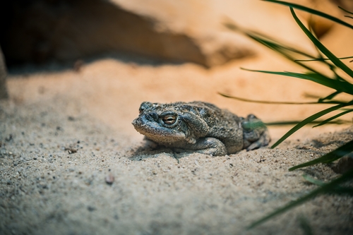 소노란 사막 두꺼비
