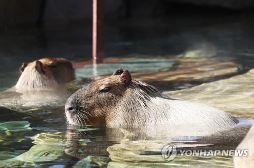온천욕 즐기는 카피바라