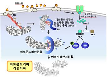 고칼로리 식사가 당뇨병 유발하는 메커니즘 