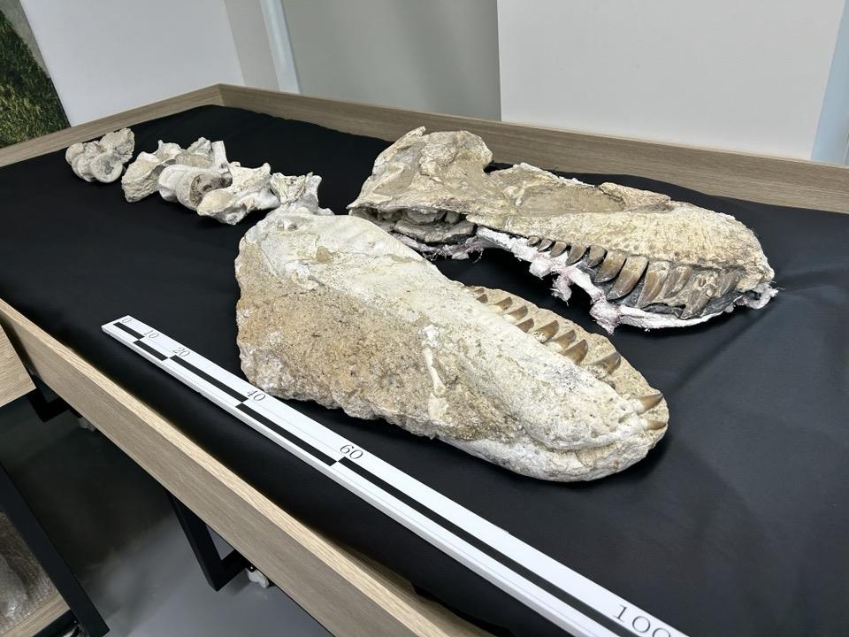 육식공룡 '타르보사우루스 바타르'의 두개골 모습 