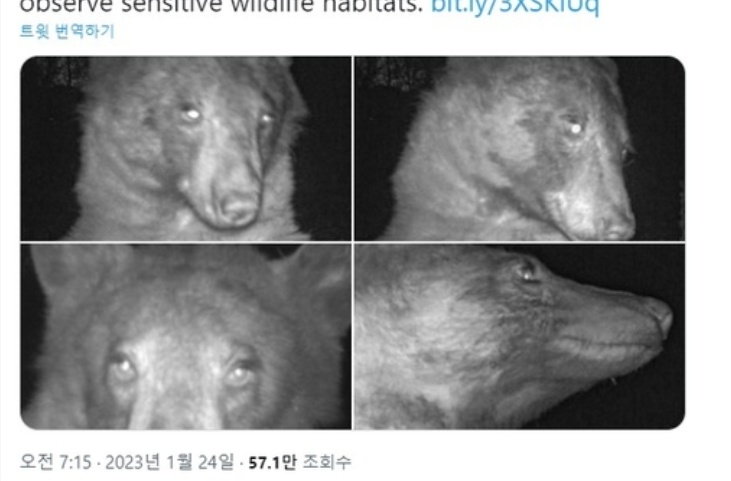 미국 자연보호구역서 곰 '셀카' 수백장 찍혀