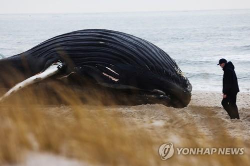 30일 뉴욕주 해안 떠밀려온 고래