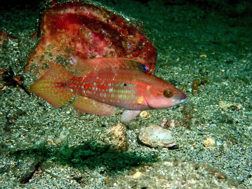국가생물종목록에 새로 등재된 두점긴주둥이놀래기 수컷. 제주 섶섬 작은한개창에서 촬영. [국립생물자원관 제공. 재판매 및 DB 금지]