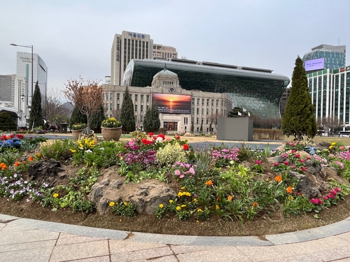 서울광장 봄꽃 식재 사진