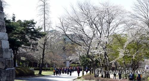 김제 모악산 벚꽃